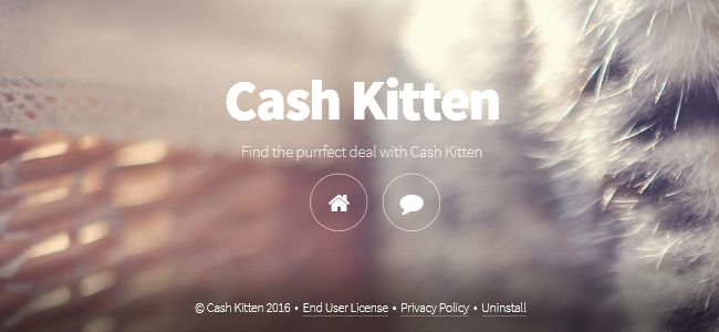 Cash Kitten Cash Kitten