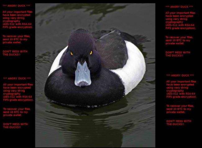 Angry Duck